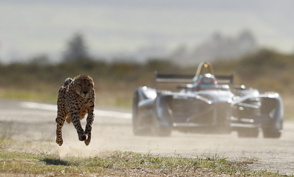 Watch as a Cheetah and Formula E race car go head to head in the South Africa Savanna!
